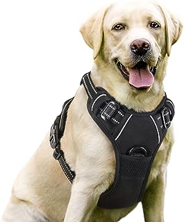 Best dog harness
